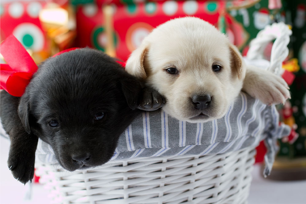 8 Ways to Adopt a Puppy for Free