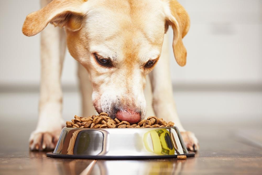 3 Best Dog Food Brands For Pregnant Dogs