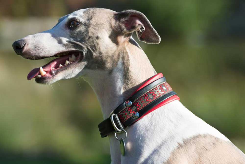 Are GPS Collars for Dogs Really Useful