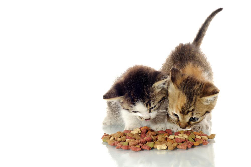 Using cat food coupons for nutritious cat food