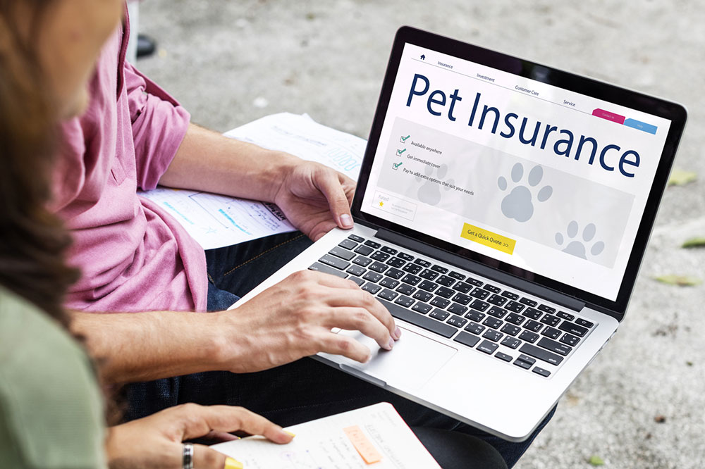 3 essential tips for choosing the right pet insurance plan