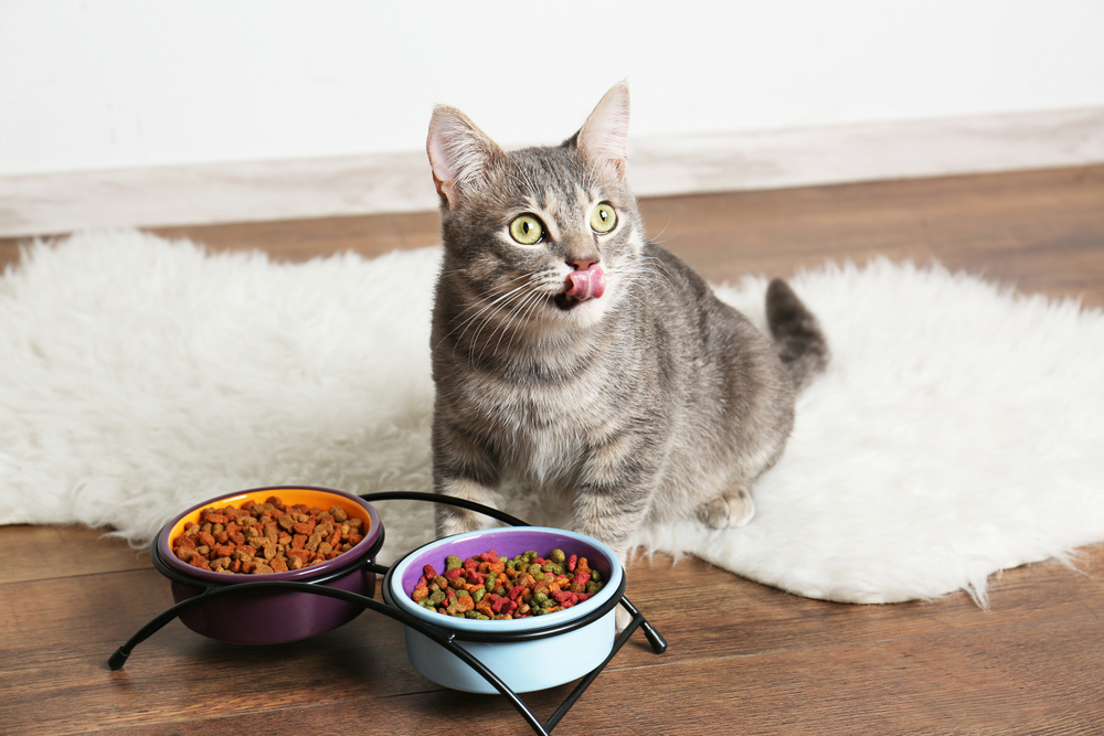 4 Common Questions About Grain-Free Dry Cat Food