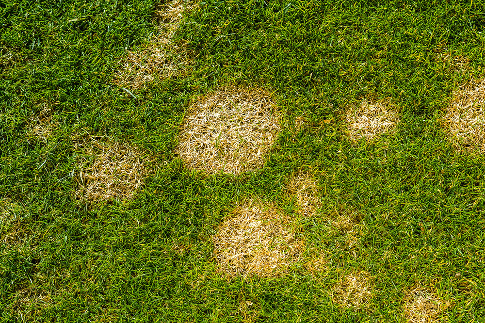 Types and Benefits of Lawn Dressings Explained